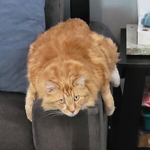 unicornwarrior45 avatar