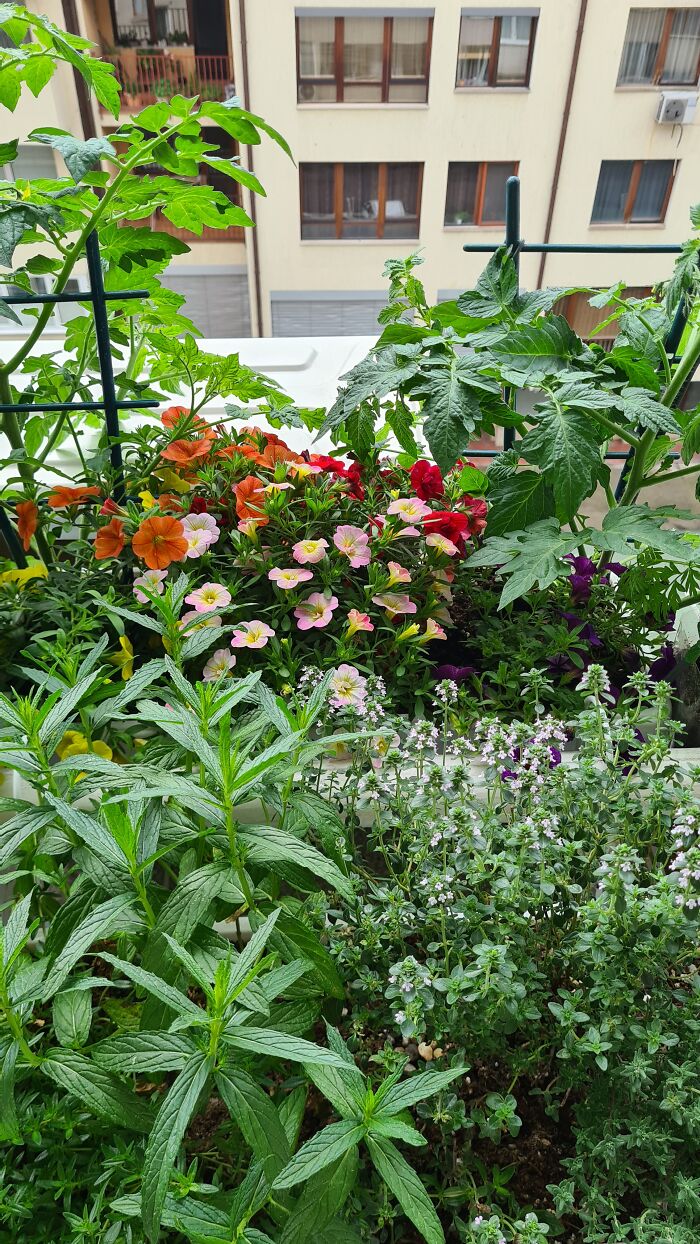 "Inka V Gradinka": My Balcony Garden That Might Inspire You To Make Your Own (14 Pics) "Inka V Gradinka": My Balcony Garden That Might Inspire You To Make Your Own (14 Pics)