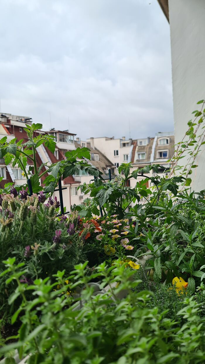 "Inka V Gradinka": My Balcony Garden That Might Inspire You To Make Your Own (14 Pics) "Inka V Gradinka": My Balcony Garden That Might Inspire You To Make Your Own (14 Pics)