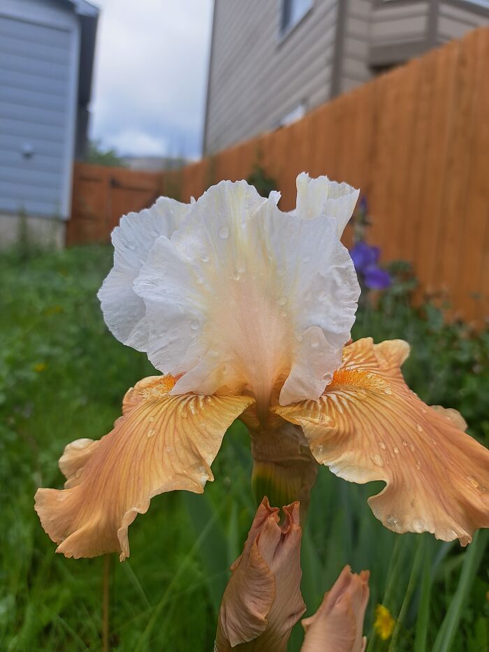 Iris From My Grandma I Think It's Called Balsing Sunrise