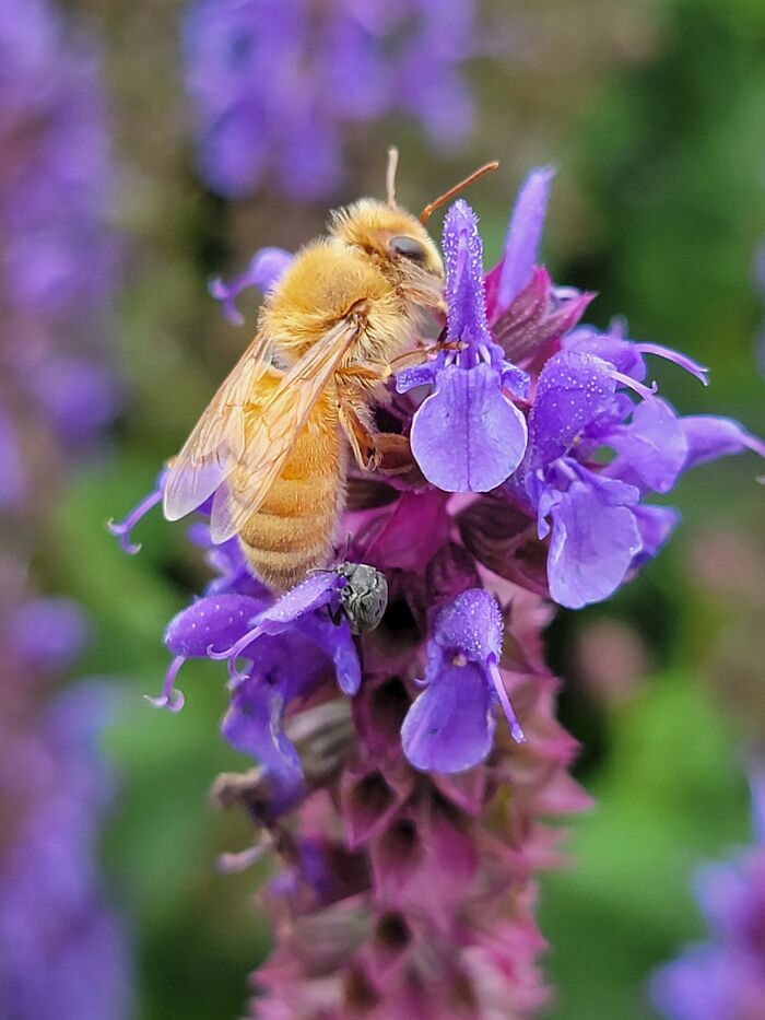 Honeybee On Salvia