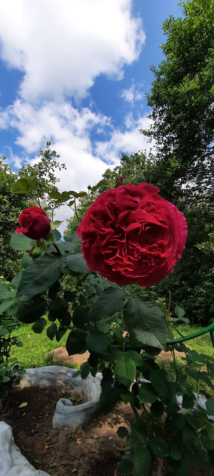 Shakespeare Rose, From My Garden