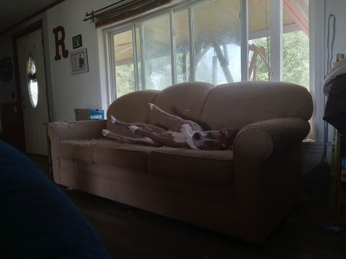 This Is Lola. She's An American Bulldog!