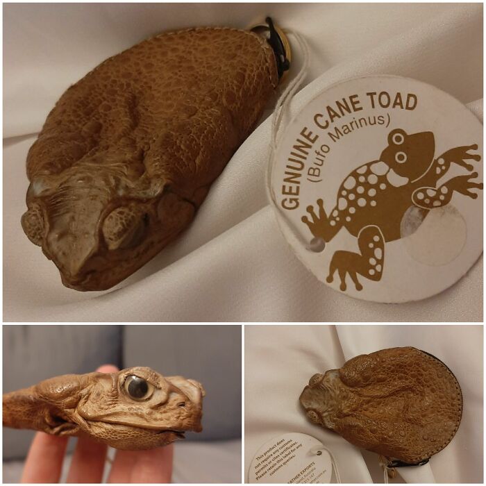 A Toad Purse