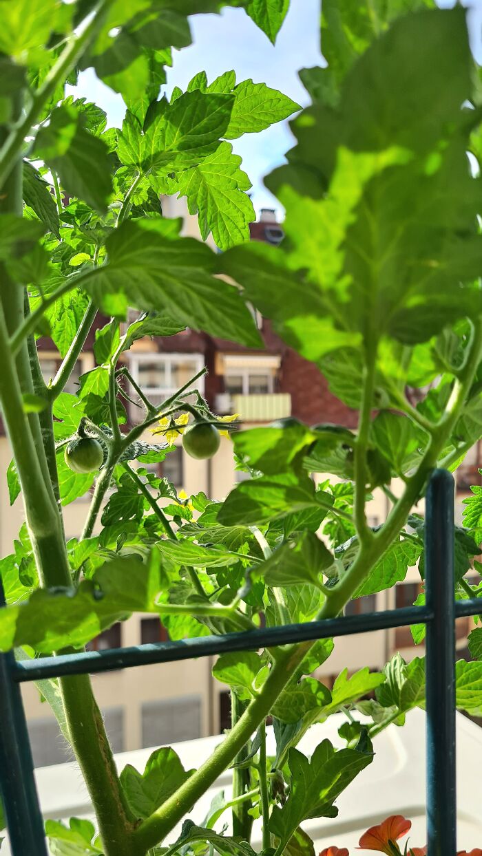 "Inka V Gradinka": My Balcony Garden That Might Inspire You To Make Your Own (14 Pics) "Inka V Gradinka": My Balcony Garden That Might Inspire You To Make Your Own (14 Pics)