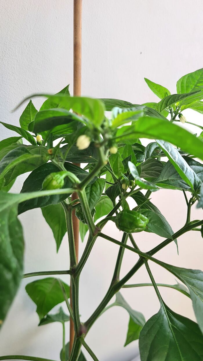 "Inka V Gradinka": My Balcony Garden That Might Inspire You To Make Your Own (14 Pics) "Inka V Gradinka": My Balcony Garden That Might Inspire You To Make Your Own (14 Pics)