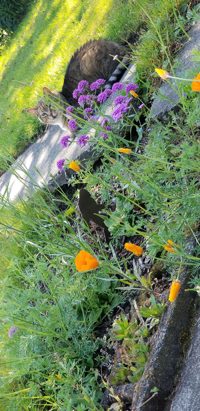 Back Yard, Today Pnw. Pollinator Flowers, Feline, And