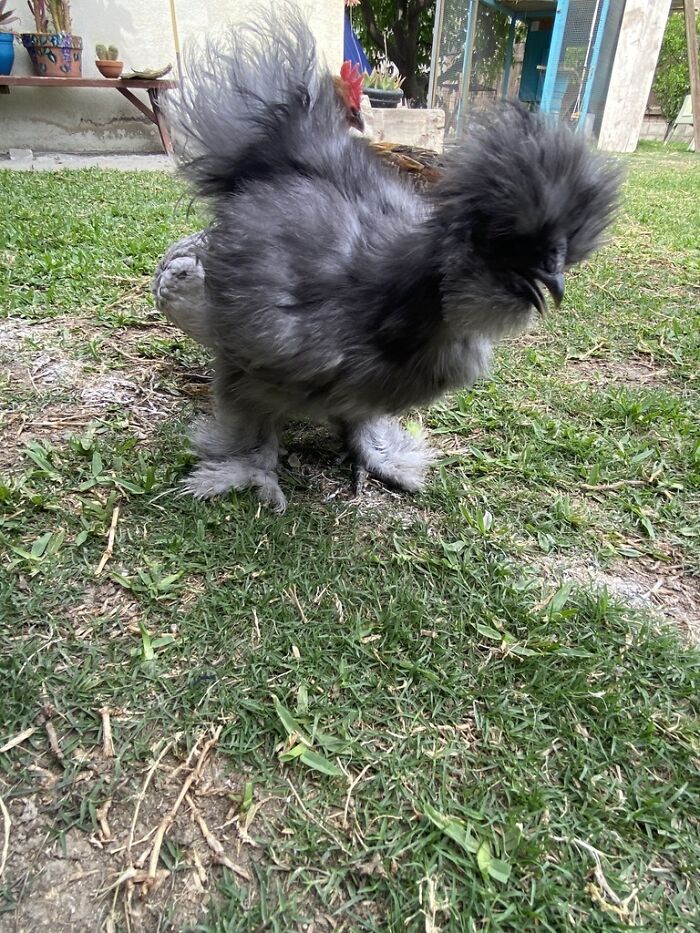 This Was My Chicken Baby. She Passed Away This Week Due To Bullying In The Flock, Which Caused Her To Go Blind For A Week Before She Passed. I Miss Her Alot :(