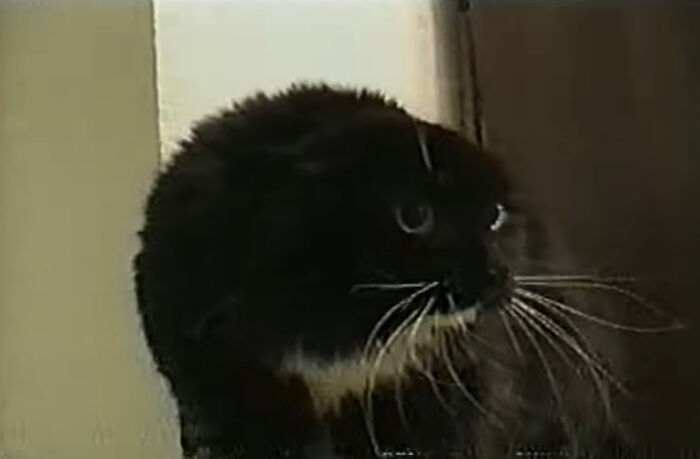 "What Was The Worst Trend That Has Ever Existed?" (30 Replies)