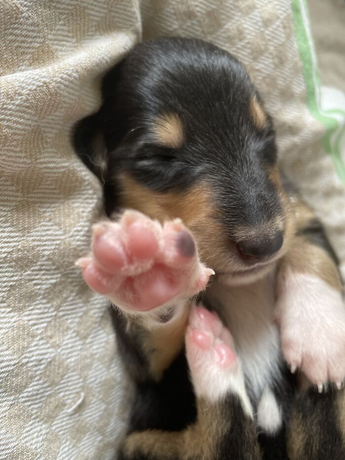 High Five From My Collie Puppy!