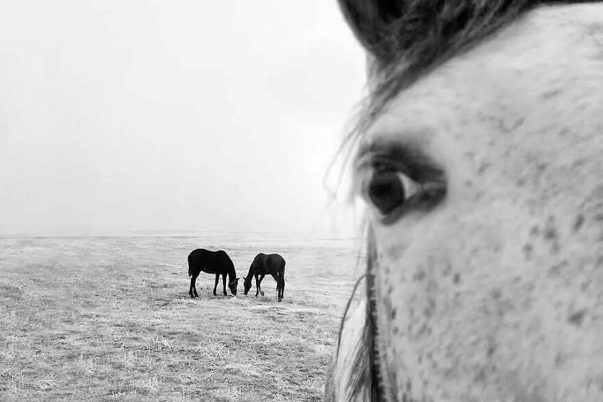 57 Stunning New Pics Of Animals Shared By Decisive Moments Magazine