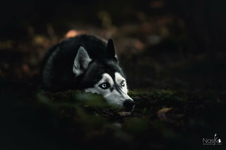 I Capture The Whimsical Side Of Dogs In My Photos (23 Pics)