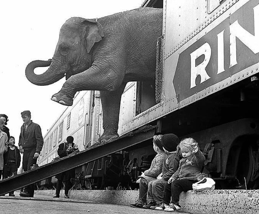 57 Stunning New Pics Of Animals Shared By Decisive Moments Magazine