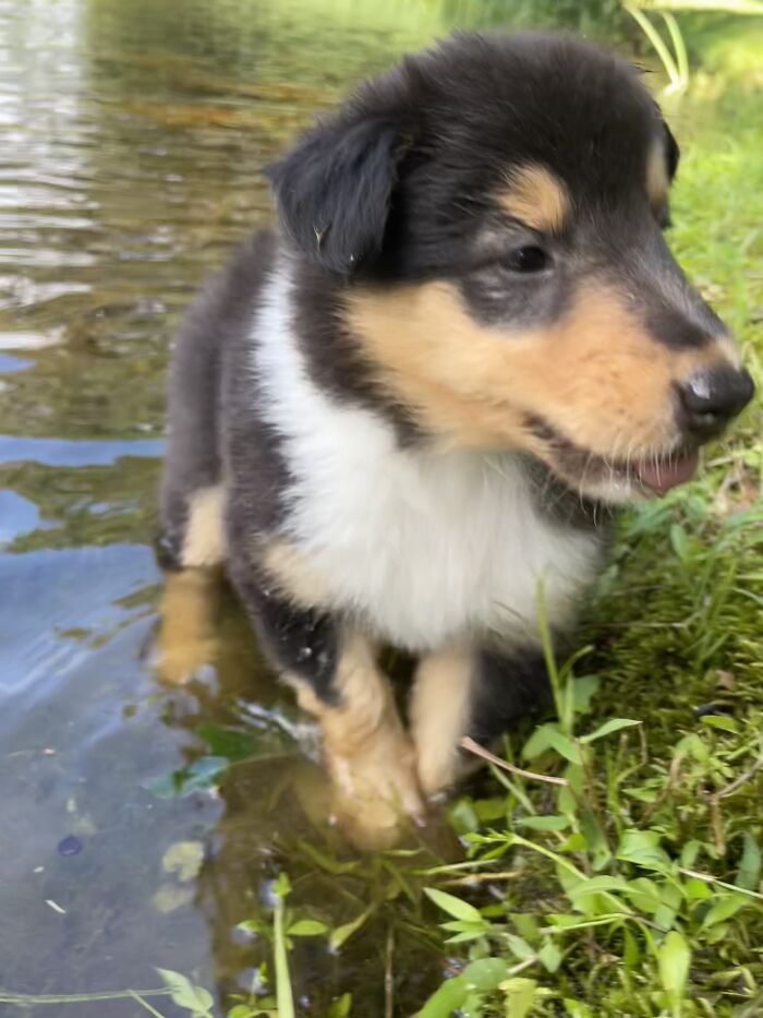 Pupper In The Pond :)
