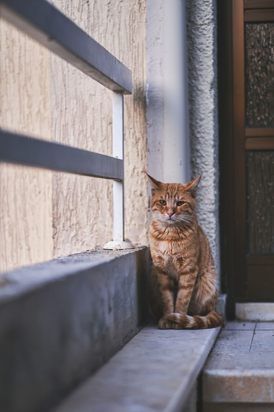 I Took Photos Of Stray Cats In Limassol, Cyprus (17 Pics)