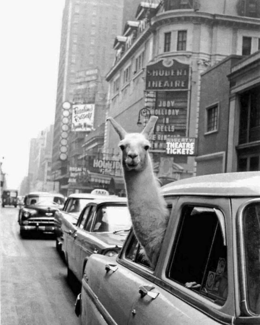 57 Stunning New Pics Of Animals Shared By Decisive Moments Magazine