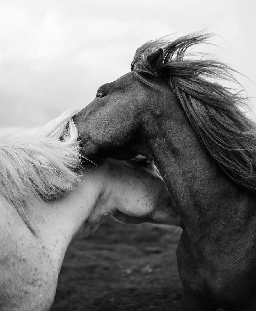 57 Stunning New Pics Of Animals Shared By Decisive Moments Magazine