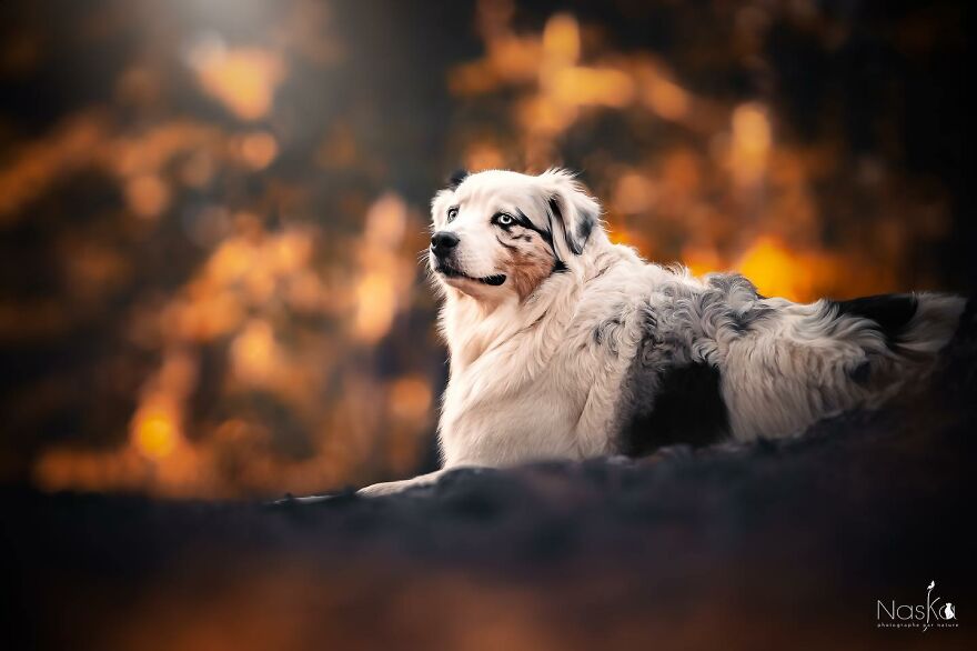 I Capture The Whimsical Side Of Dogs In My Photos (23 Pics)