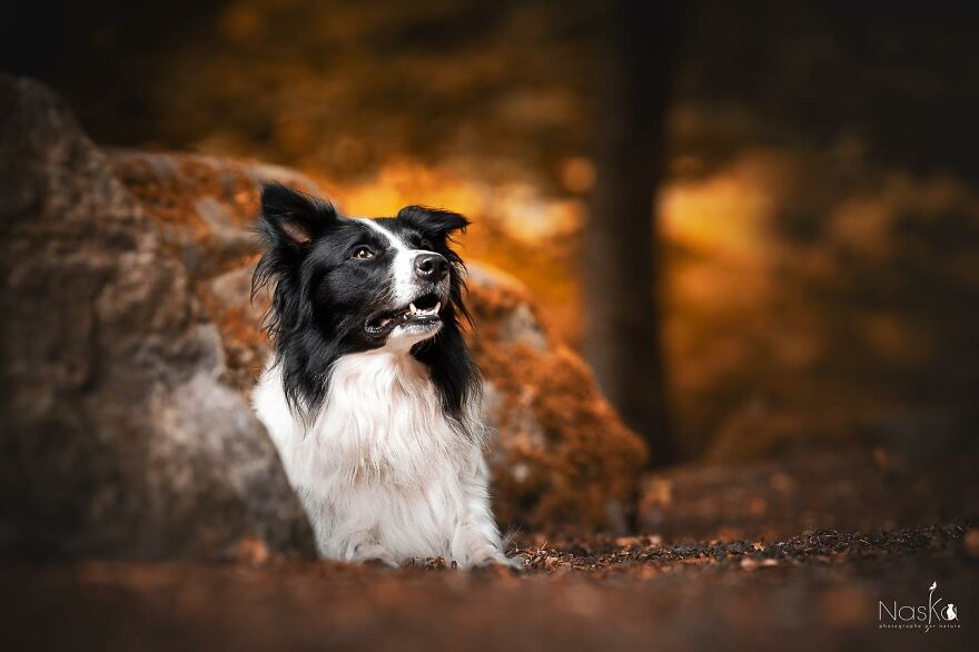 I Capture The Whimsical Side Of Dogs In My Photos (23 Pics)