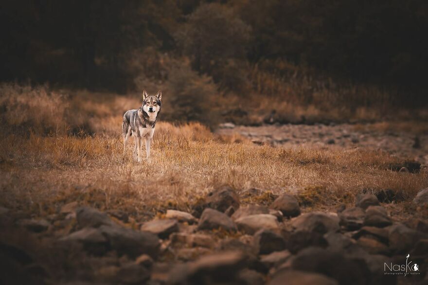 I Capture The Whimsical Side Of Dogs In My Photos (23 Pics)