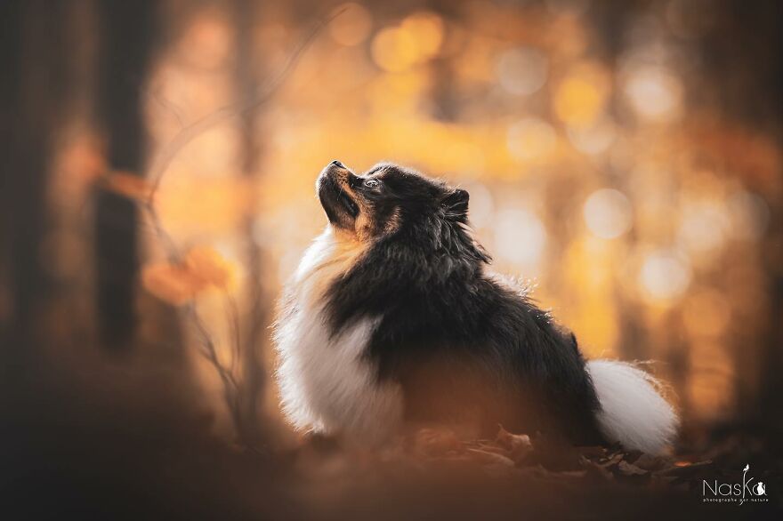 I Capture The Whimsical Side Of Dogs In My Photos (23 Pics)