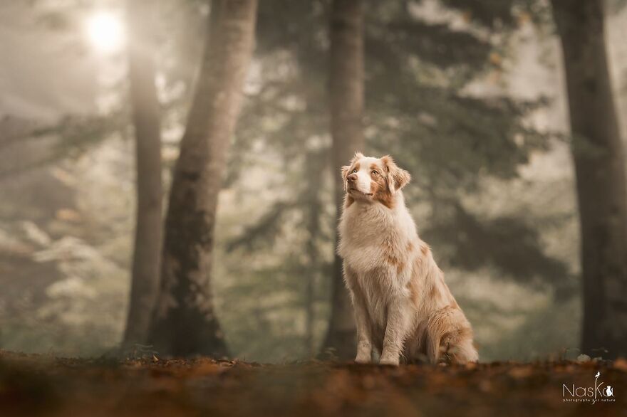 I Capture The Whimsical Side Of Dogs In My Photos (23 Pics)