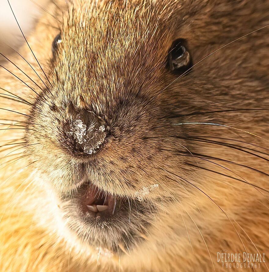 An American Pika Absolutely Lovin’ Some Alpine Sunshine With Her Snowy Nosey