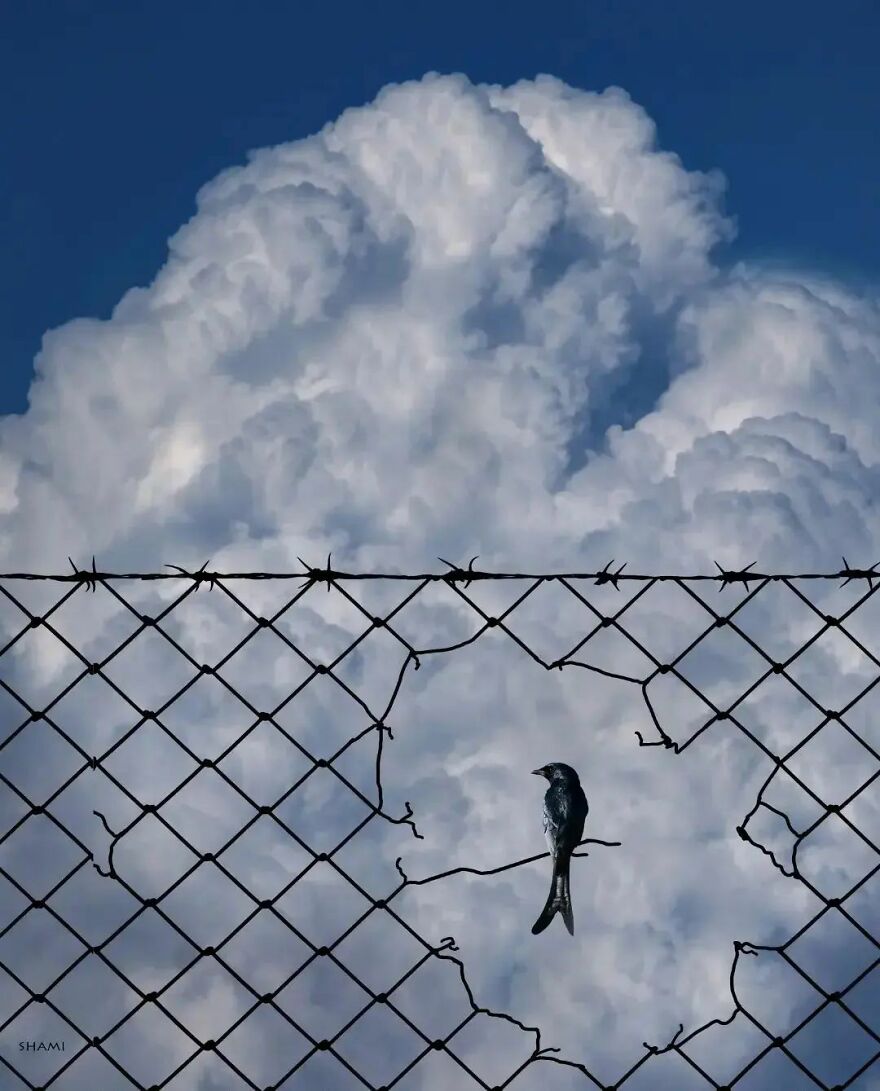 57 Stunning New Pics Of Animals Shared By Decisive Moments Magazine