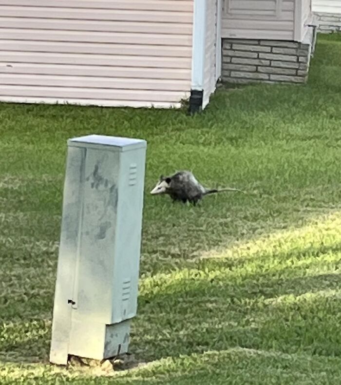 When I Grabbed My Camera I Thought This Was A Raccoon. Then I Realized It Was A Big, Ugly Possum . . . Then I Realized The Big, Ugly Possum Was Taking A Big Fat Dump In My Back Yard. I Will Never Walk Barefoot Out There Again