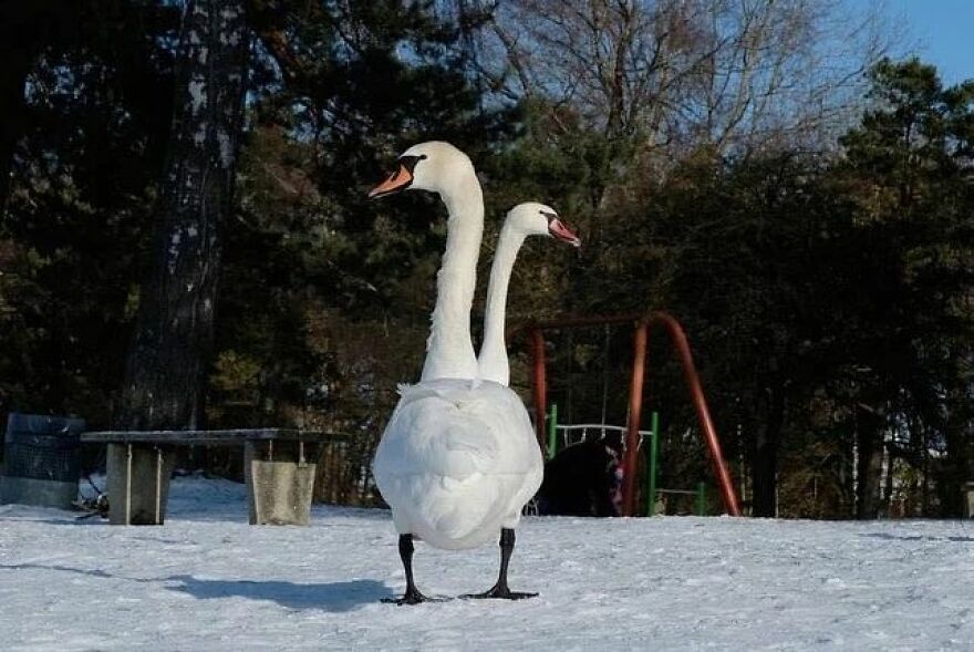 57 Stunning New Pics Of Animals Shared By Decisive Moments Magazine