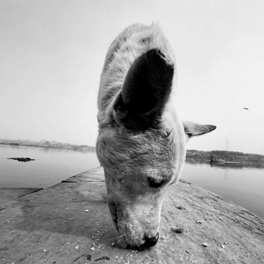 57 Stunning New Pics Of Animals Shared By Decisive Moments Magazine