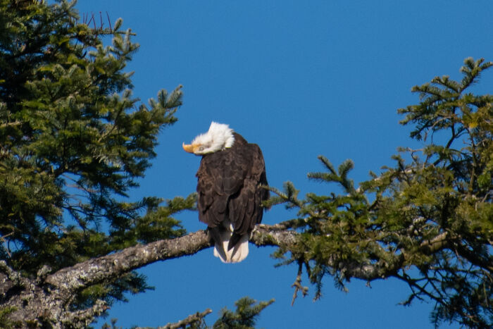 Been A While Since We've Shared One Of Our Majestic Eagle Pictures Here. Having An Eagle Nest In Our Pasture, We Take A Lot Of *good* Eagle Pictures. Here Is A Recent One!