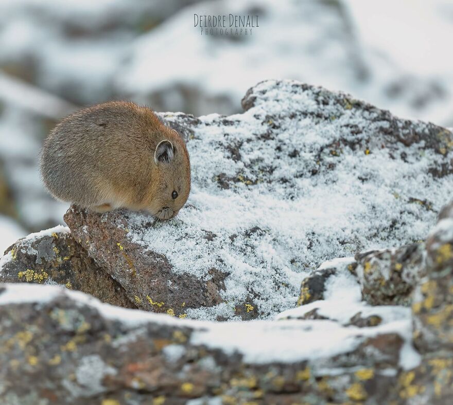 An American Pika Checking Out What’s What On Her Very Windswept Slope At 12,800ft