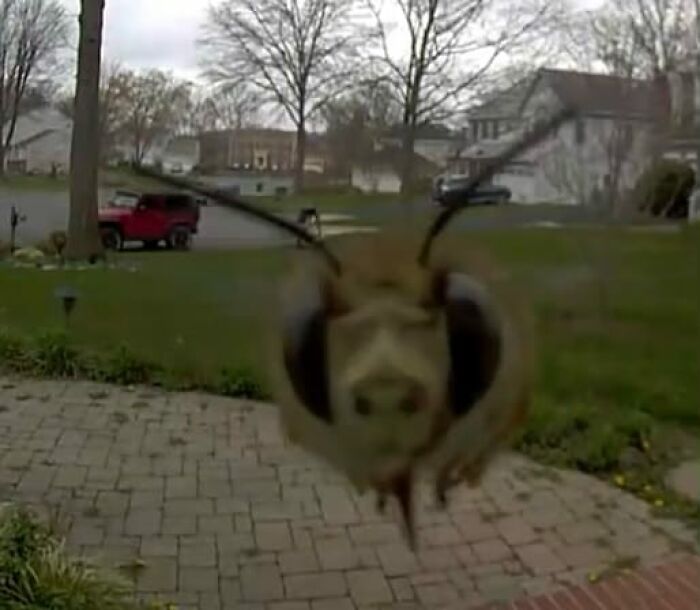 This Bee Comes By My Brother's Ring Doorbell Every Day