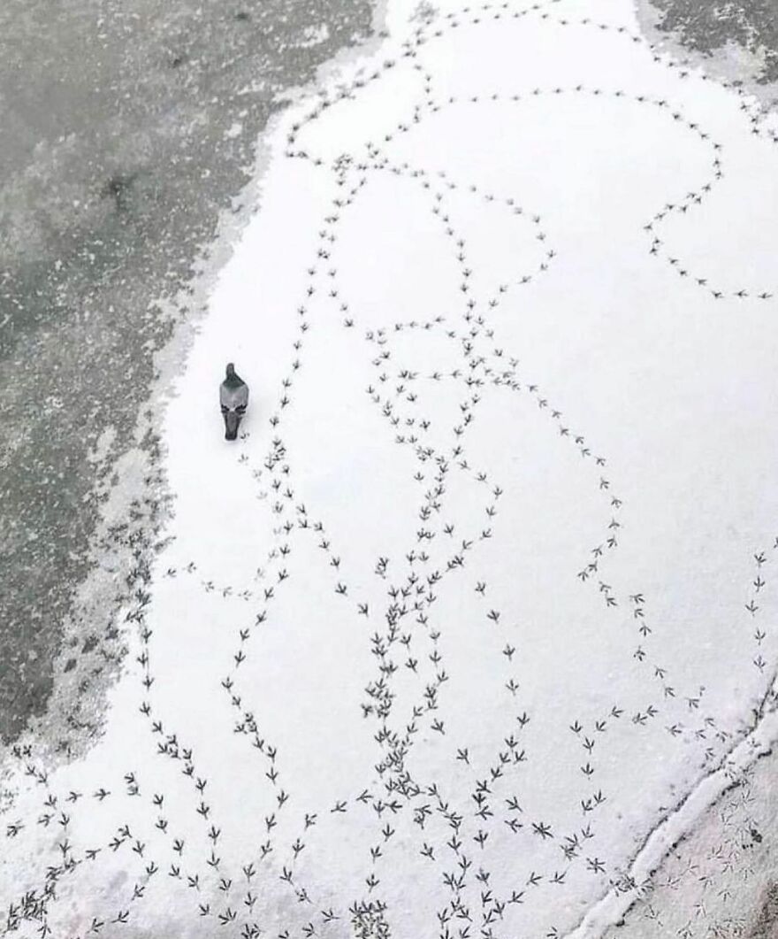 57 Stunning New Pics Of Animals Shared By Decisive Moments Magazine