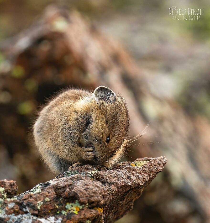 A Juvenile American Pika Having A Morning Grooming Session