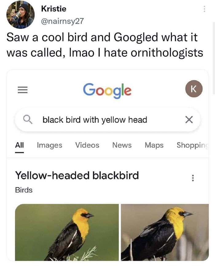 Black-Torsoed Yellowbird