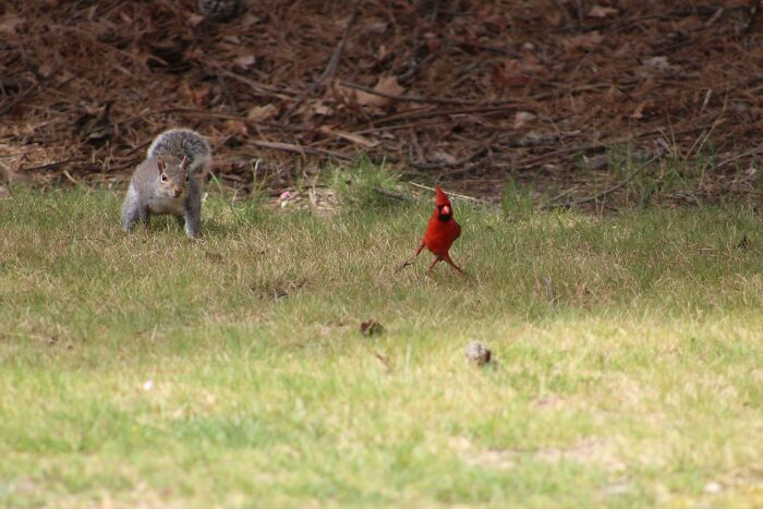 Very Good Shot Of A Cardinal