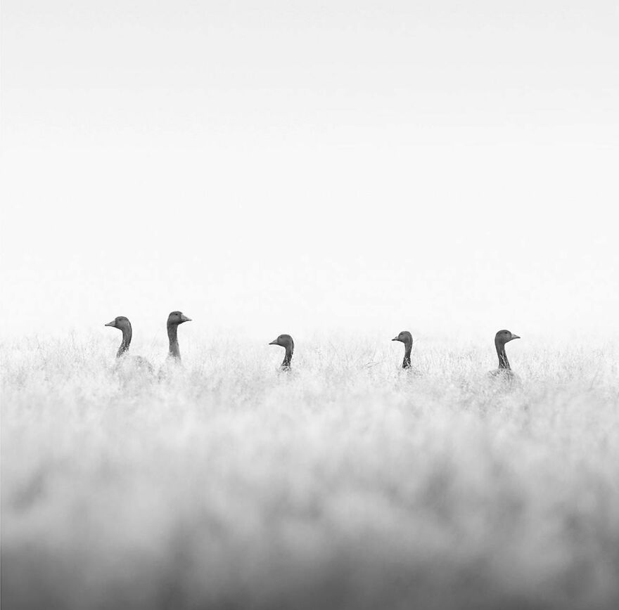 57 Stunning New Pics Of Animals Shared By Decisive Moments Magazine