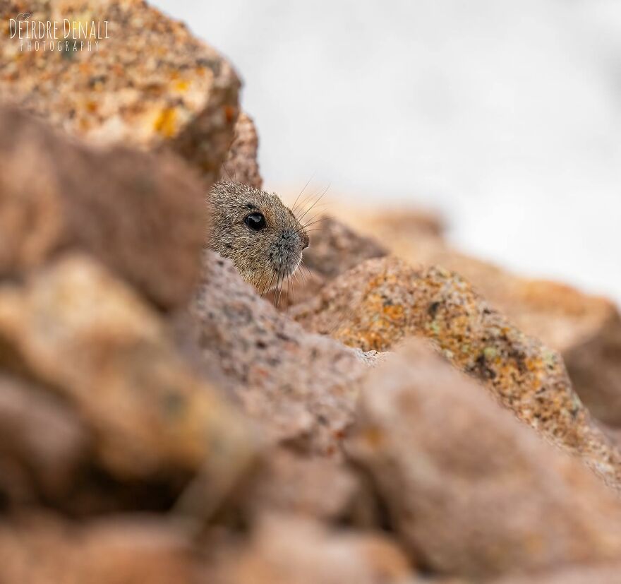 A Young American Pika Making Sure The Coast Is Clear Before Stepping Out Into Some Early Spring Sunshine On A Chilly Day At 11,500ft