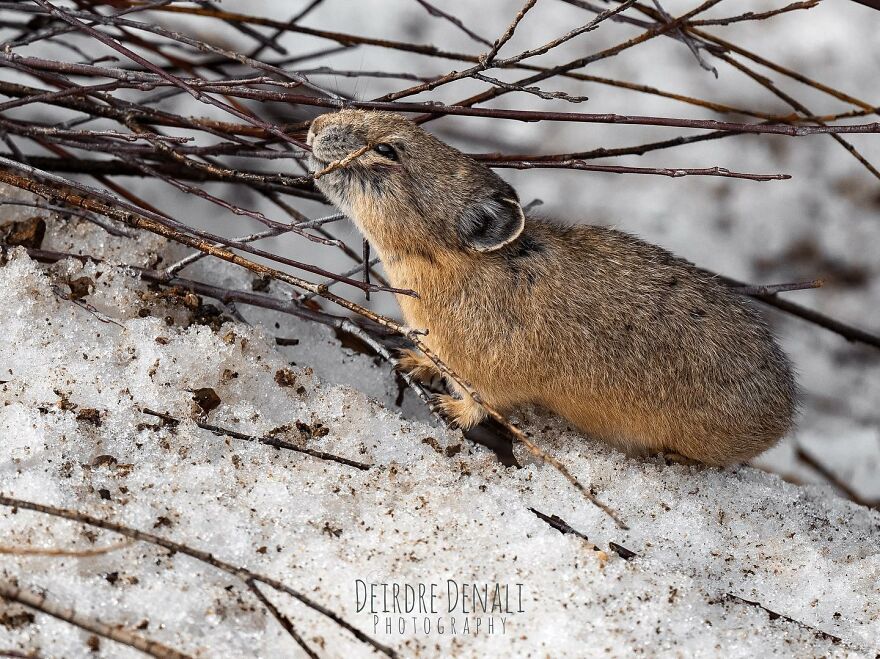 Stepping On A Tiny Branch To Reach The Yummiest Bits