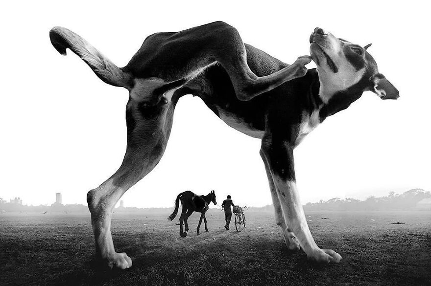 57 Stunning New Pics Of Animals Shared By Decisive Moments Magazine