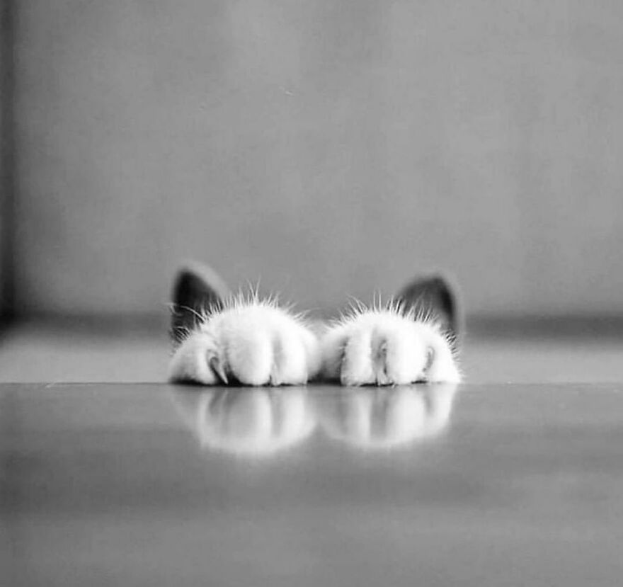 57 Stunning New Pics Of Animals Shared By Decisive Moments Magazine