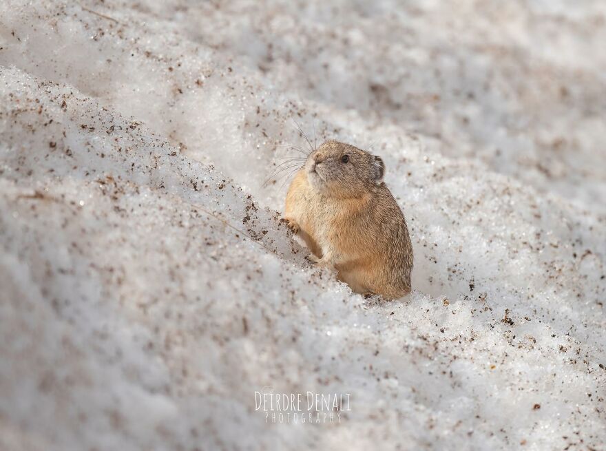 Just An American Pika On Some Dirty Spring Snow