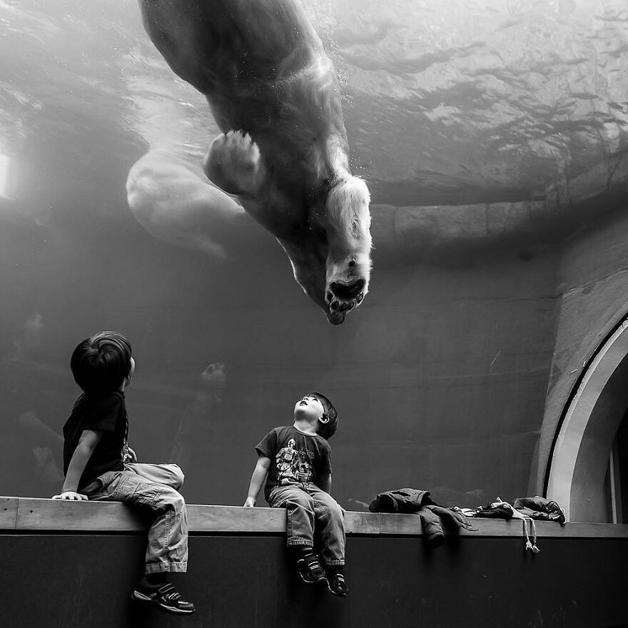 57 Stunning New Pics Of Animals Shared By Decisive Moments Magazine