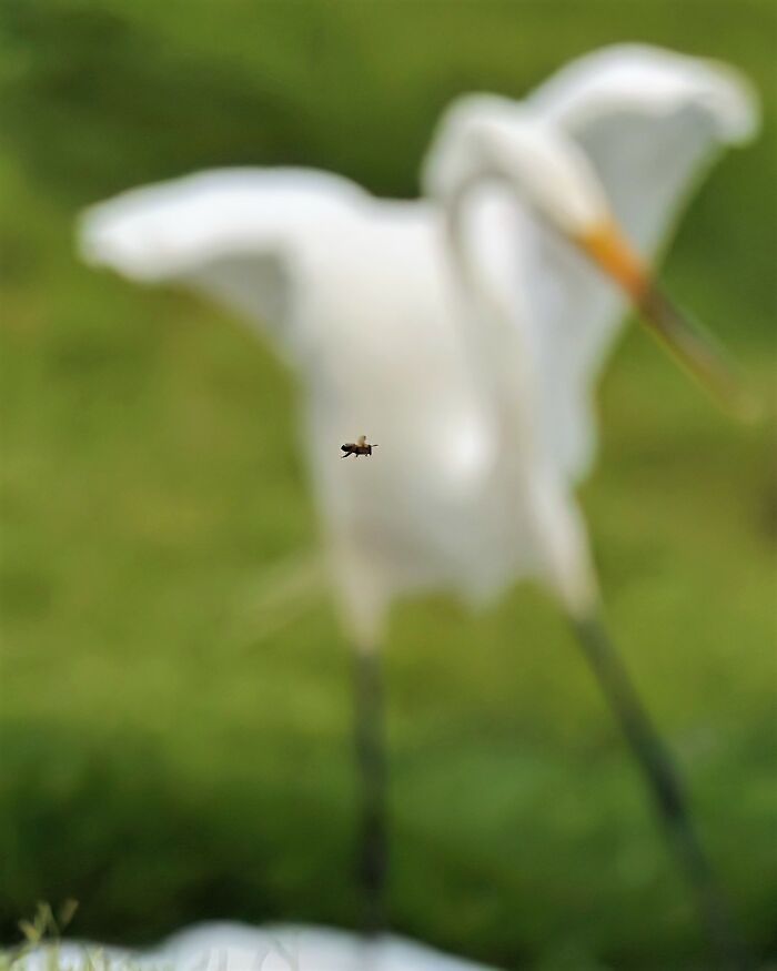 Almost A Cool Picture Of A Great Egret Catching A Fish, But A Bug Got In The Way