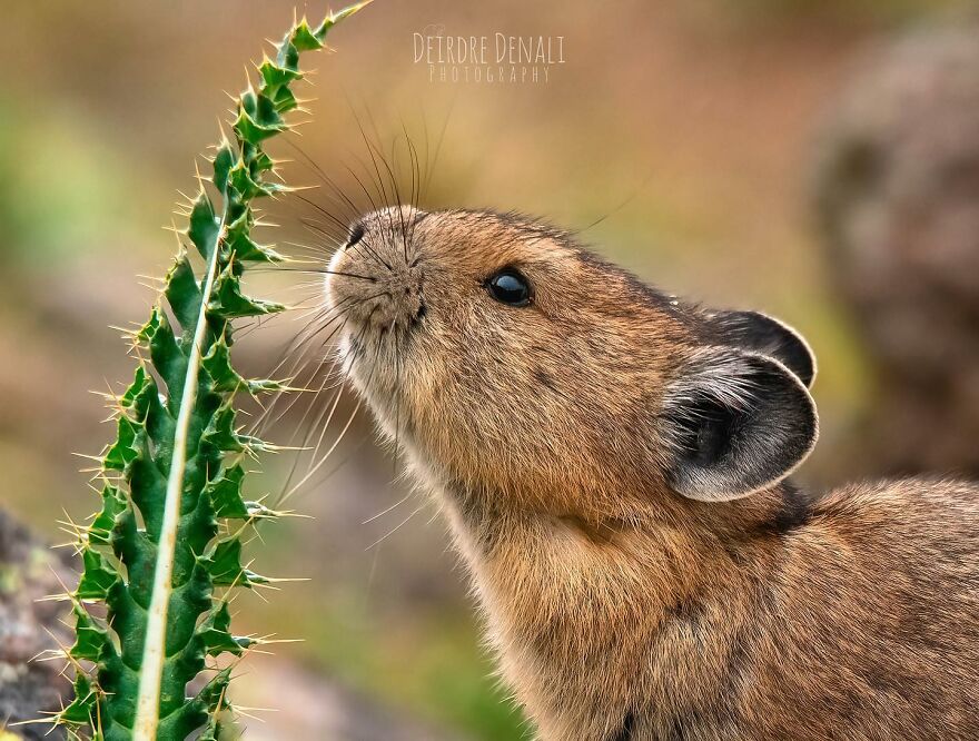 An American Pika Sizing Up Some Yummy Thistle