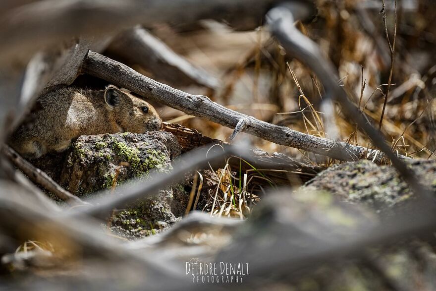 A Mid-Elevation American Pika Peeking Out A Window Of Her Magnificent Log Home