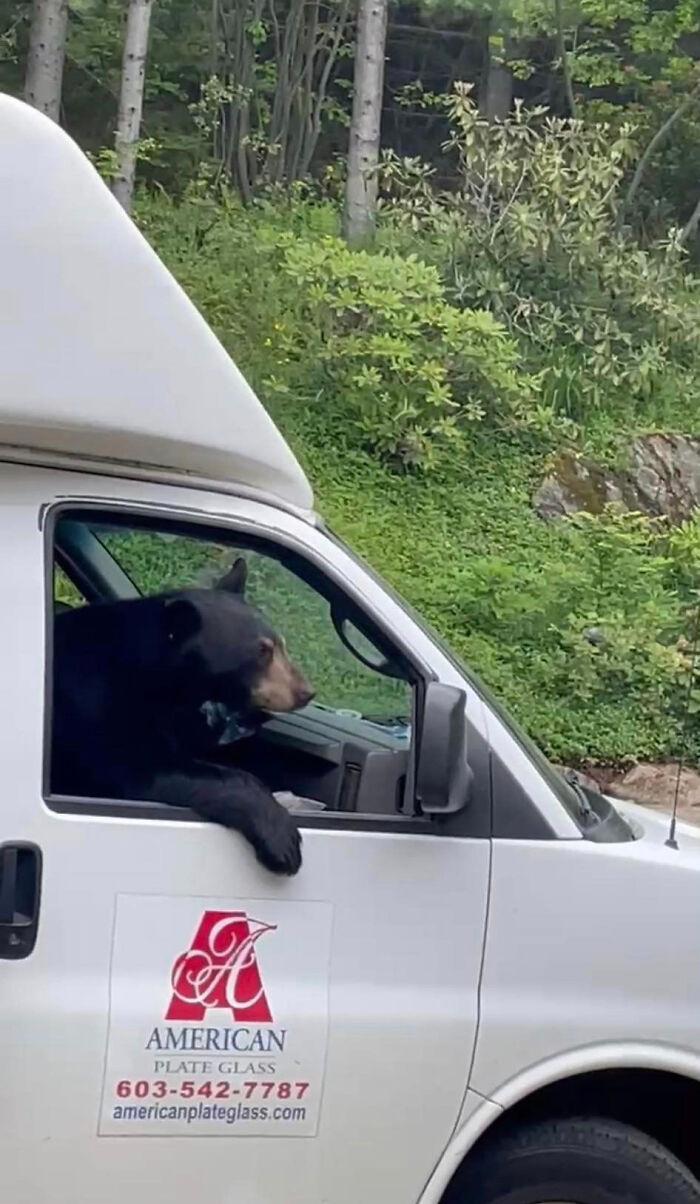 ‘New Employee’ Black Bear Leaves Staff Hungry After Helping Himself To Their Lunch