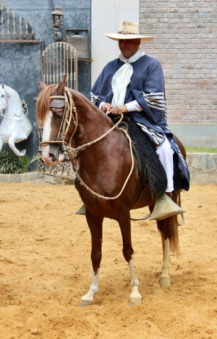 I Took Photos Of Caballo De Paso Peruano I Took Photos Of Caballo De Paso Peruano